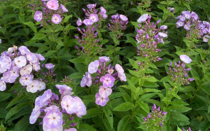 phlox paniculata